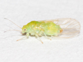 Psyllopsis fraxinicola
